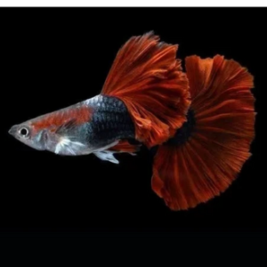 HB Red Rose Guppy Pair