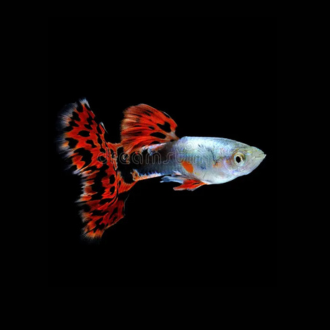 chili mosaic guppy fish