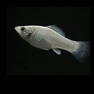 White molly fish for sale in home aquarium