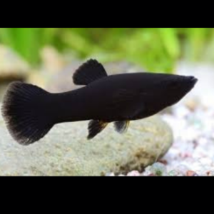 Black Molly Fish swimming in freshwater aquarium