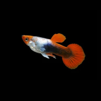 Red Koi Guppy fish , guppy Fish , Red Koi guppy