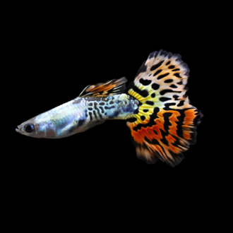 Green Tiger Guppy Fish