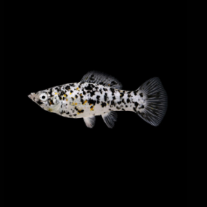 Dalmatian Molly fish Pair
