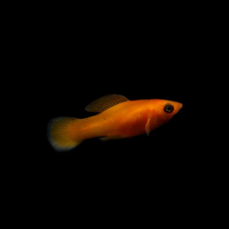 Orange Molly Fish