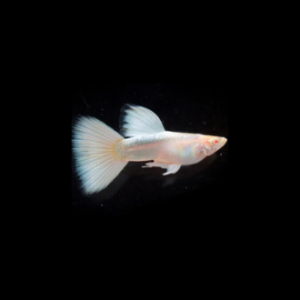 Platinum white Guppy Pair