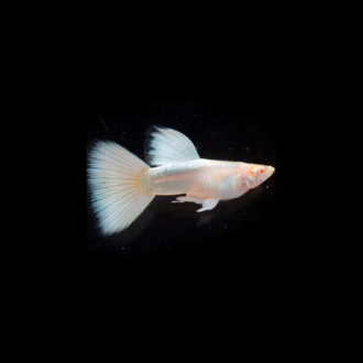 Platinum white Guppy Pair