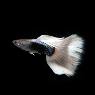 White Toxedo Guppy Pair