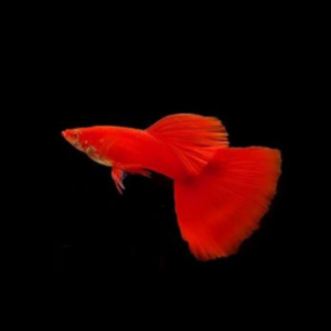 Full Red Guppy Fish