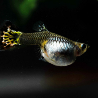 Pregnant Female Guppy Fish