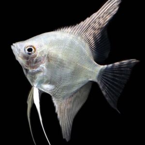 buy platinum angel fish online at cheap price - Fin Aquatics