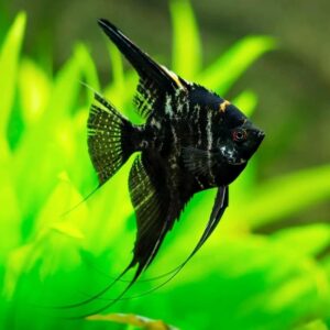 buy marbel angel fish online at cheap price - Fin Aquatics