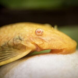 buy albino pleco sucker fish online at cheap price - Fin Aquatics
