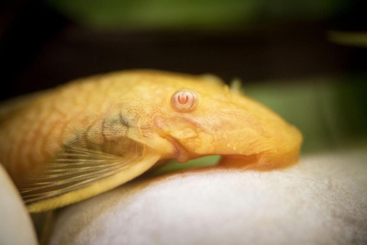 buy albino pleco sucker fish online at cheap price - Fin Aquatics
