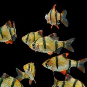 buy tiger barbs online at cheap price - Fin Aquatics