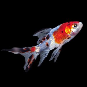 buy mix color gold fish online at cheap price - Fin Aquatics