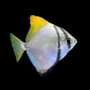 buy mono angel fish online at cheap price - Fin Aquatics.