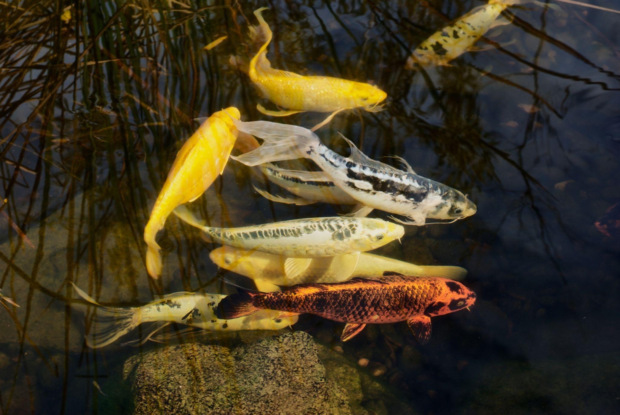 Koi Fish
