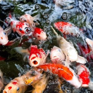 Vibrant Koi Carp Mix Color swimming in a large aquarium - Fin Aquatics