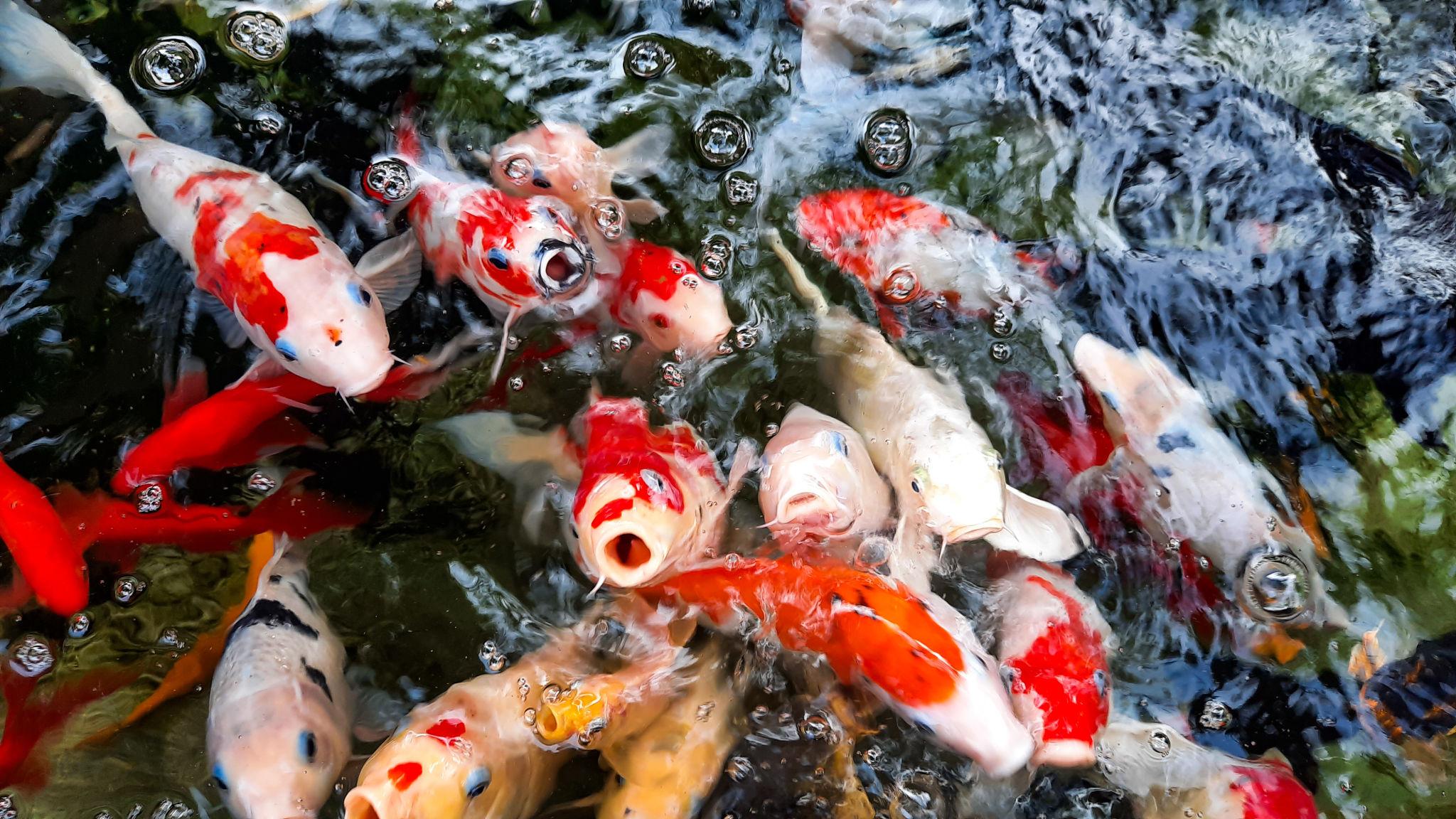 Vibrant Koi Carp Mix Color swimming in a large aquarium - Fin Aquatics