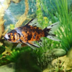 buy black & orange gold fish online at cheap price - Fin Aquatics