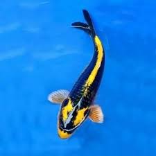 buy kabuto koi fish online at cheap price - Fin Aquatics