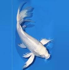 Premium Milky White Koi Fish for large home aquariums - Fin Aquatics