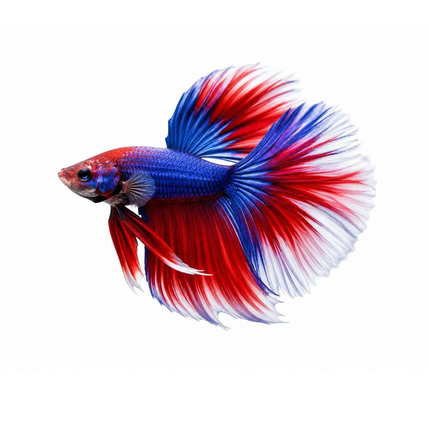 e0fcb97d 1005 4a74 aac1 ce0b2e98b3e0