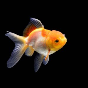 Buy Gold Fish Online In low Price
