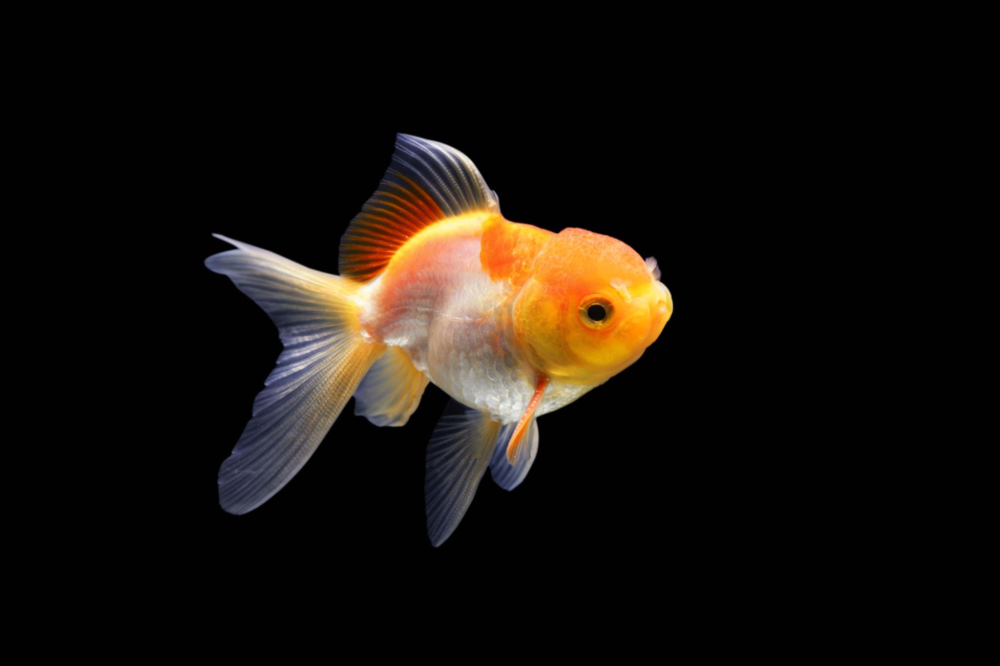 Buy Gold Fish Online In low Price
