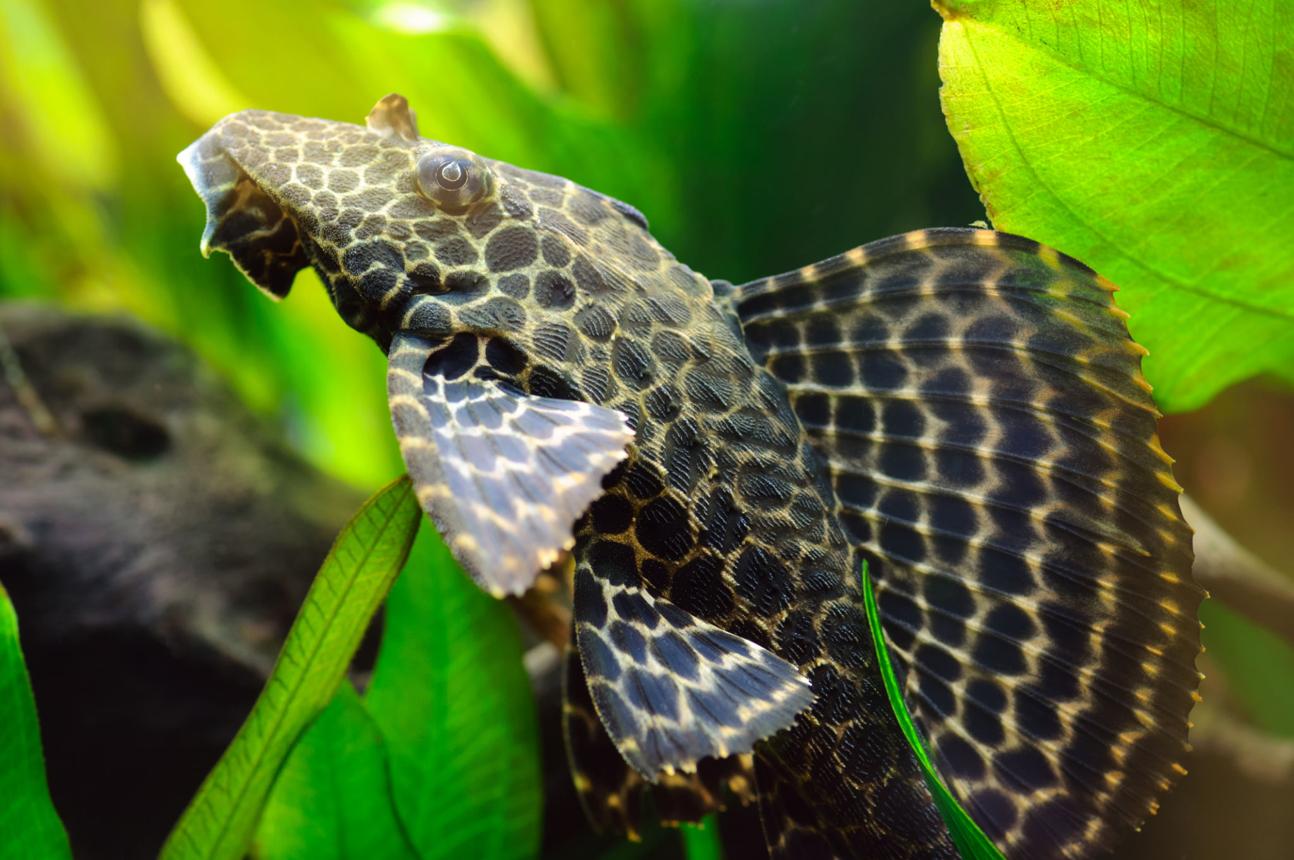 Pleco