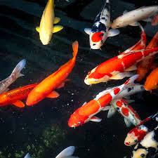 imported koi, mix color imported koi, premium koi, fin aquatics, aquarium koi