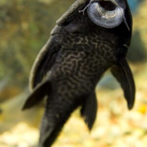 buy black pleco sucker fish online at cheap price - Fin Aquatics