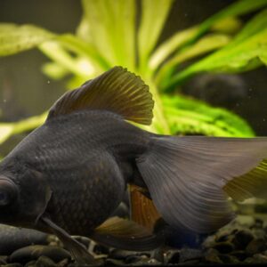 buy black gold fish online at cheap price - Fin Aquatics