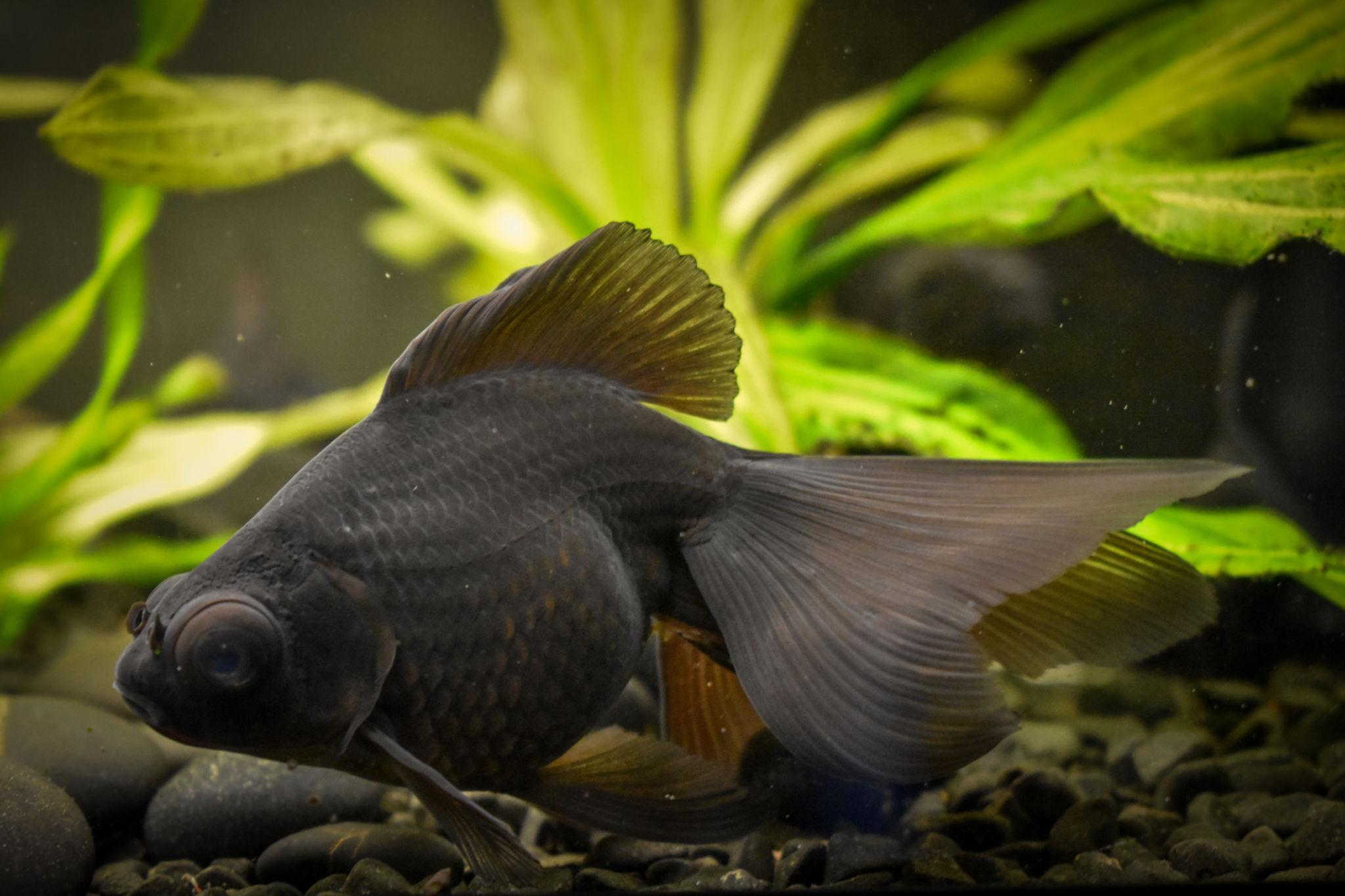 buy black gold fish online at cheap price - Fin Aquatics