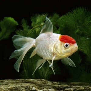 Buy red cap gold fish online at best price - Red Cap Gold Fish