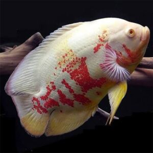 Albino oscar fish (pair)